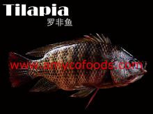 Tilapia fish whole round high quality from good producer in China