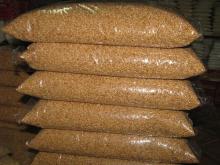 Fresh Wheat Grains