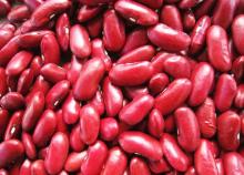 Fresh Red  Kidney   Beans 
