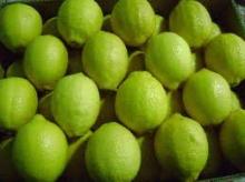  FRESH   GREEN   LEMON 
