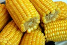 IQF Sweet  Corn   Cut s