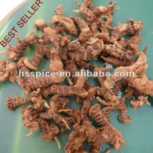 dried galangal roots