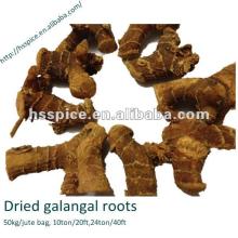 Chinese galangal