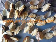 Frozen Short Necked Clam Meat competitive price