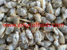 Frozen Short Necked Clam Meat from professional producer in China