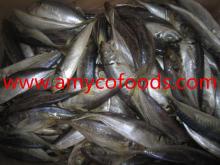 Sea Frozen Horse mackerel W/R size 130-150g (20cm+)