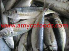 High quality horse mackerel(Decapterus maruadsi)