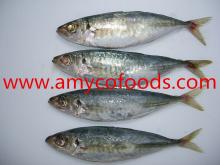 Horse mackerel( Decapterus   maruadsi ) high quality