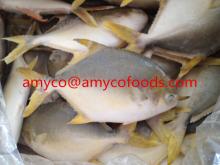 High Quality Golden Pompano/Pomfret cage farmed in deap sea