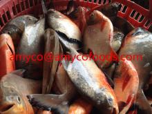 Red  Pomfret  fresh frozen