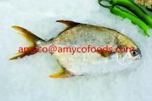 Golden Pompano/Pomfret  Healthy  fsih