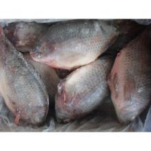 Frozen Tilapia