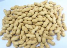 raw peanut in shell and  roasted  peanut in shell