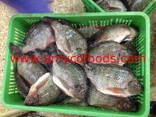 Frozen Black Tilapia Gutted and Scaled
