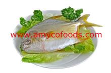 Golden Pompano/Pomfret Healthy fish for you