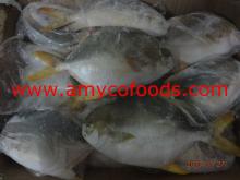Pompano/Pomfret