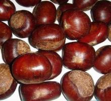 Fresh Chestnut 2013 new crop