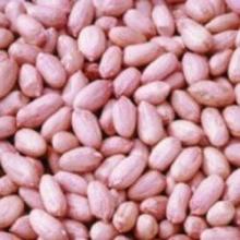 PEANUTS KERNELS/GROUNDNUTS