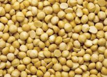 Macadamia Nut