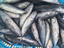 Frozen Bonito