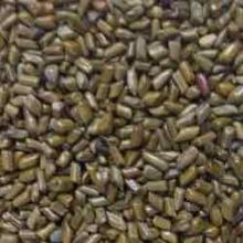 Natural Cassia Tora Seeds