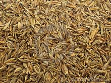 Cumin Seeds