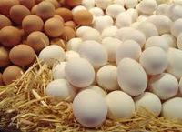 FRESH POULTRY BROWN AND WHITE TABLE EGGS