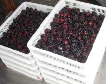 Frozen Blackberry(Hull, Chester)