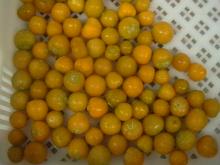 Frozen Cape Gooseberry (Physalis)
