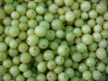 Frozen  Gooseberry 