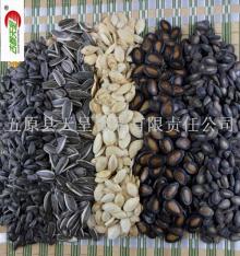  watermelon   seed 