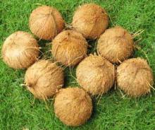 Fresh Coconuts
