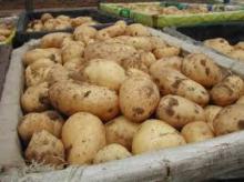 Fresh Potatoes