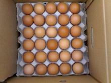 Thailand Fresh  Egg s for sale