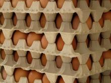Fresh Eggs from Thailand