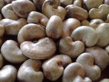Raw Cashew Nuts For sale