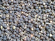 black pepper