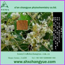 fine Powder  dodder  seed  extract 