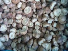  Frozen   shiitake , mushroom 