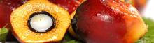 PALM OIL