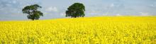 Refined Rapeseed Oil