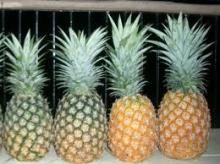 Fresh Pineapple- Variety MD2