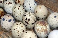  Quail   Egg s