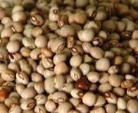 Pigeon Pea
