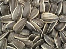 Sunflower seed
