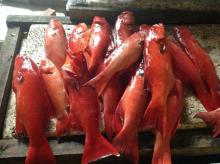 Fresh Groupers