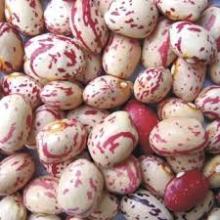  Light   Speckled   Kidney   Bean s Long Shape