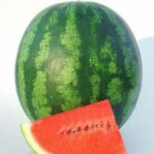 GOOD QUALITY Fresh Watermelon