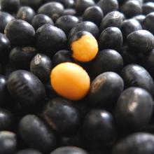  Black   soybeans  with yellow kernel