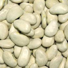  Lima   Beans 